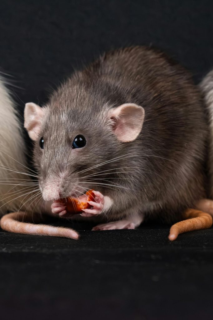 A domestic gray rat nibbling on food with a dark background.